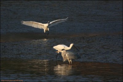 BF Spoonbill019.jpg