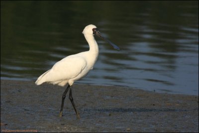 BF Spoonbill024.jpg