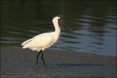 BF Spoonbill026.jpg