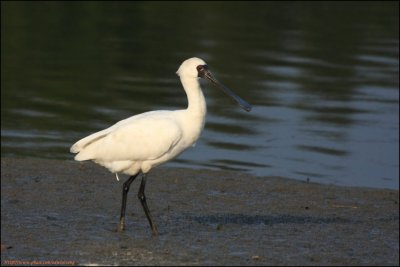 BF Spoonbill027.jpg