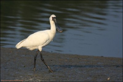 BF Spoonbill028.jpg