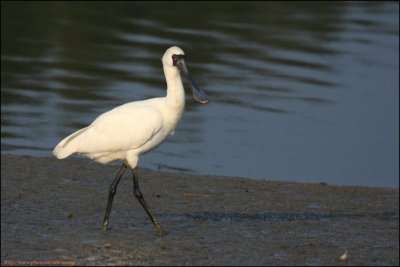 BF Spoonbill029.jpg