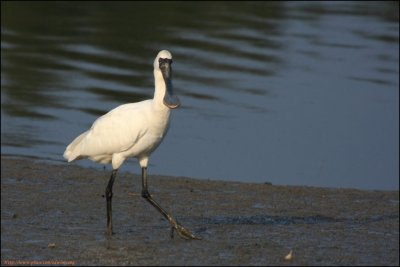 BF Spoonbill031.jpg