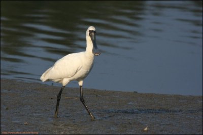 BF Spoonbill032.jpg