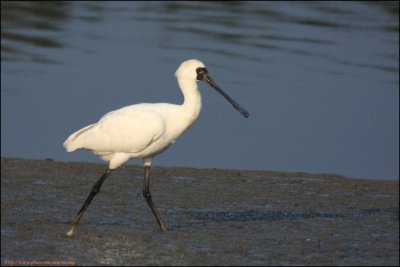 BF Spoonbill034.jpg