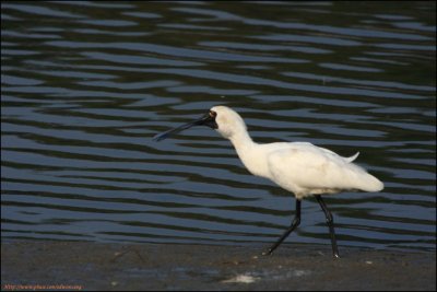 BF Spoonbill075.jpg