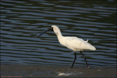 BF Spoonbill076.jpg