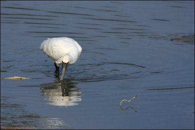 BF Spoonbill080.jpg