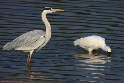 BF Spoonbill086.jpg