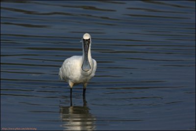 BF Spoonbill087.jpg