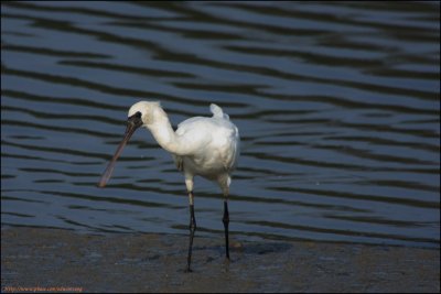 BF Spoonbill091.jpg