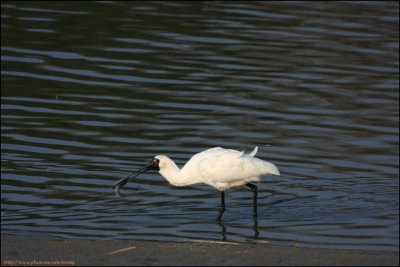 BF Spoonbill004195.jpg