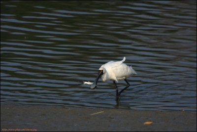 BF Spoonbill007195.jpg