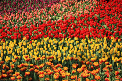 Flower017001.jpg