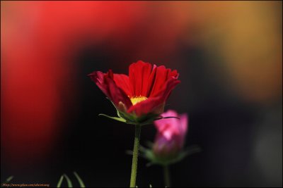 Flower020001.jpg