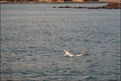 Summer 2009