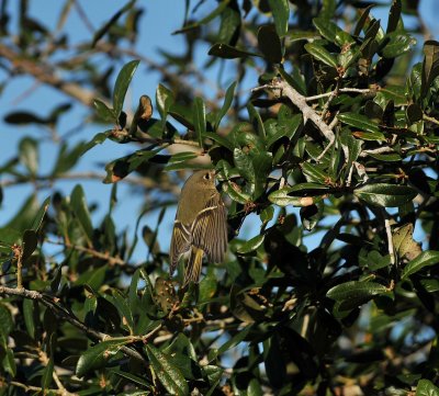 ruby crowned kinglet.jpg