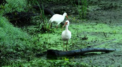 whiteIbis.jpg