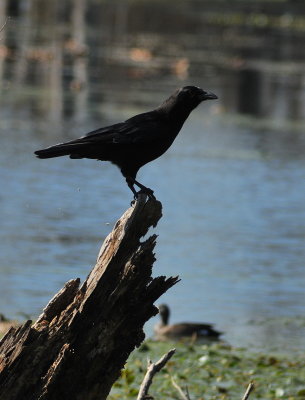 crow on stump.jpg