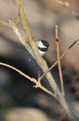 Carolina Chickadee.jpg