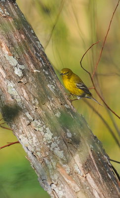 pine warbler.jpg