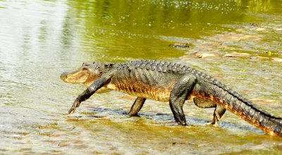 walking gator in the water.jpg