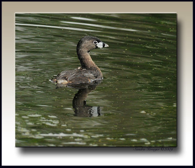 grebe framed.jpg