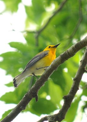 prothonotary warbler.jpg. Large.jpg