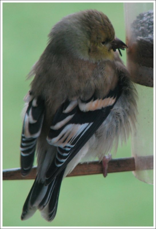 Lesser Goldfinch - Baby, It's cold outside!