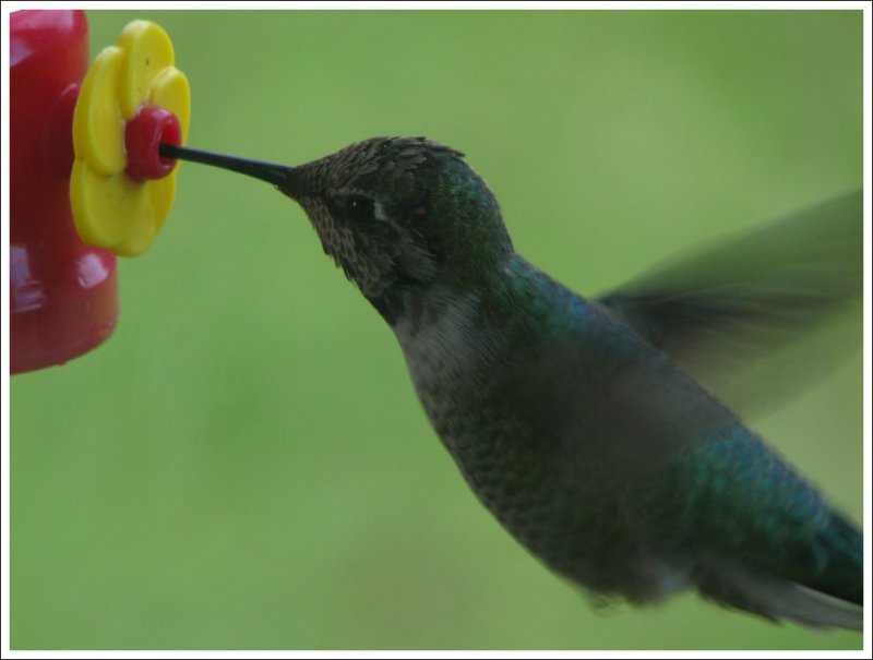 Hummer