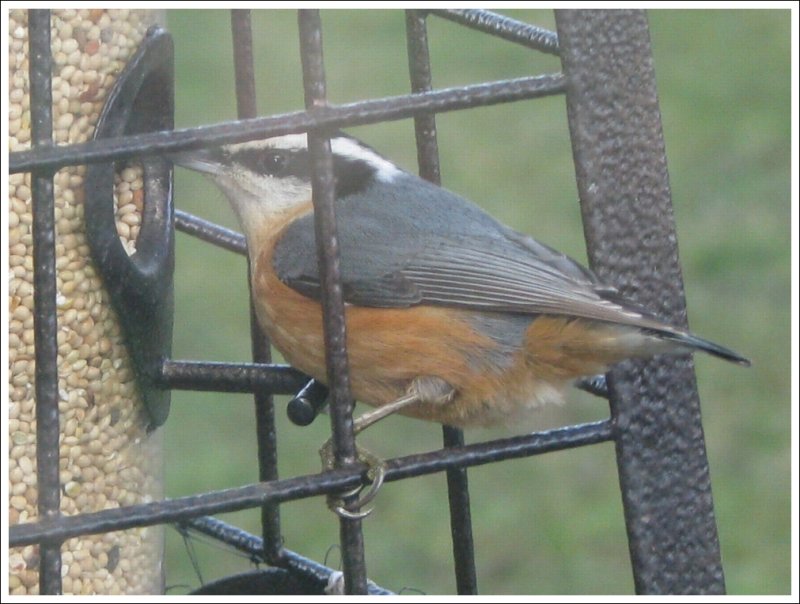 Nuthatch