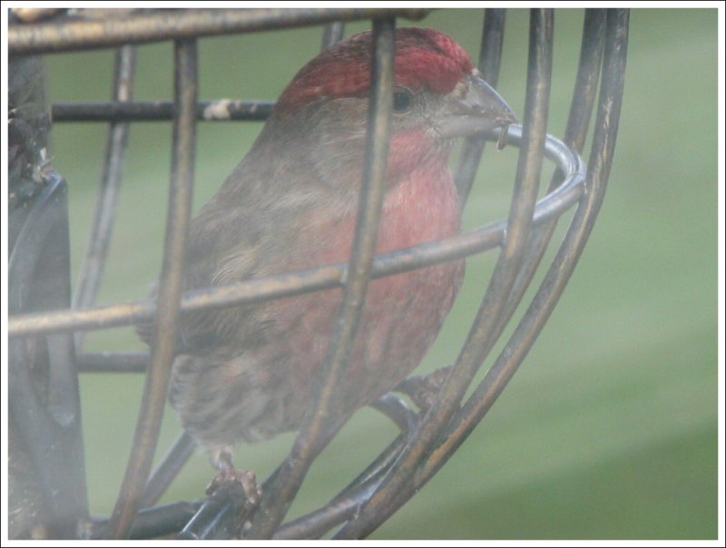 House Finch