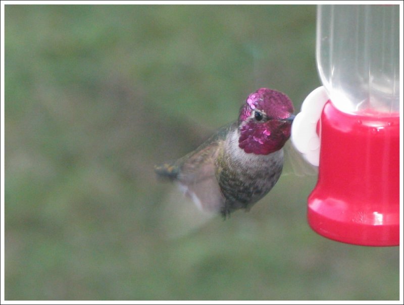 Allen's Hummingbird - Male