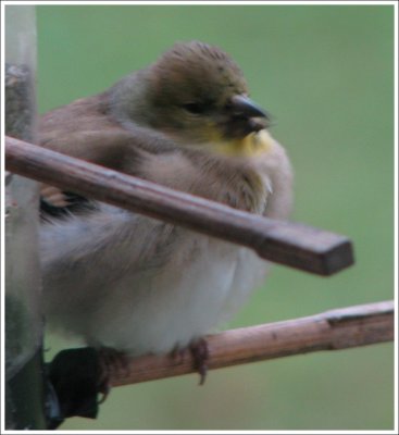 Lesser Goldfinch - Baby, Its cold outside!
