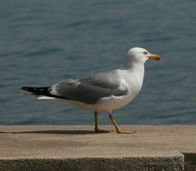 Yellow-legged Gull