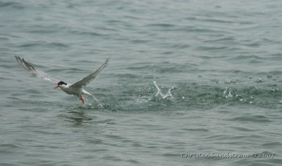 Common Tern