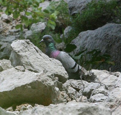 Rock Pigeon