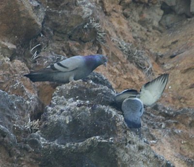 Rock Pigeon