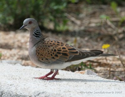 European Turtle-Dove