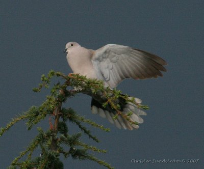 Eurasian Collared-Dove