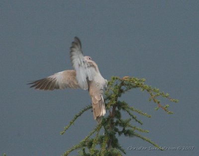 Eurasian Collared-Dove