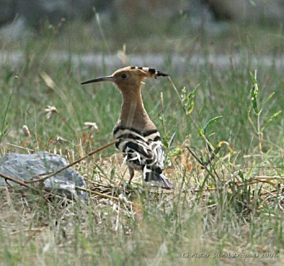 Eurasian Hoopoe