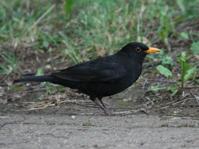 Common Blackbird