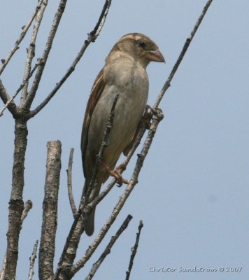 House Sparrow