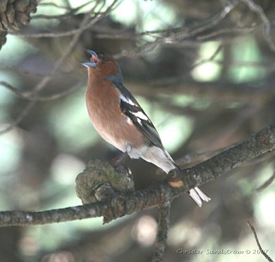 European Chaffinch