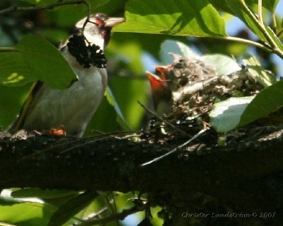 European Goldfinch