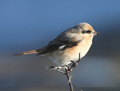 Isabellatrnskata ssp. isabellinus