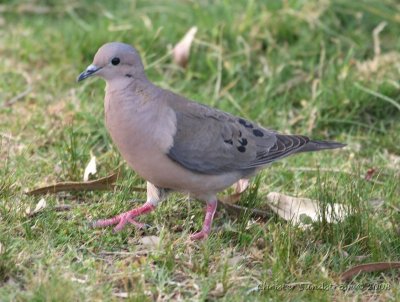 Eared Dove