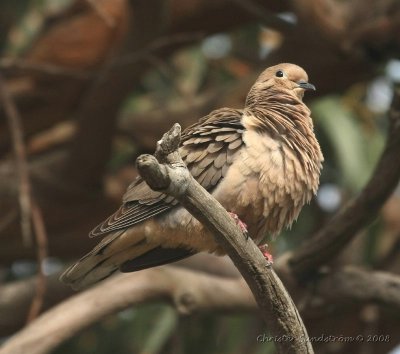 Eared Dove