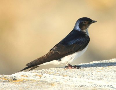 Blue-and-white Swallow